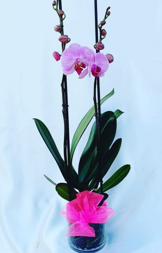 orquidea rosada